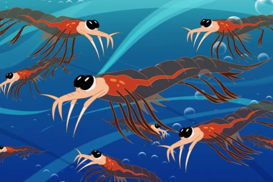 some krill in the ocean