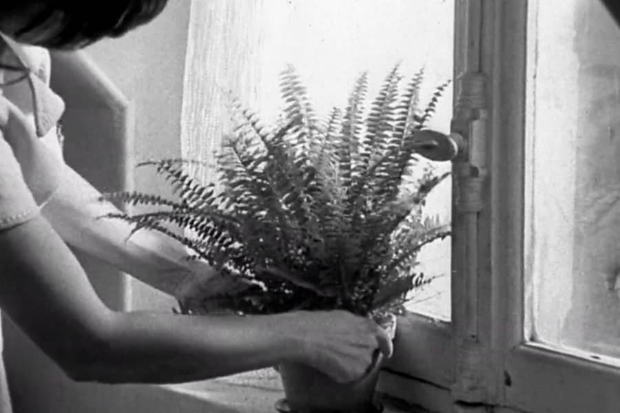 a woman’s arms adjust a plant on a window sill