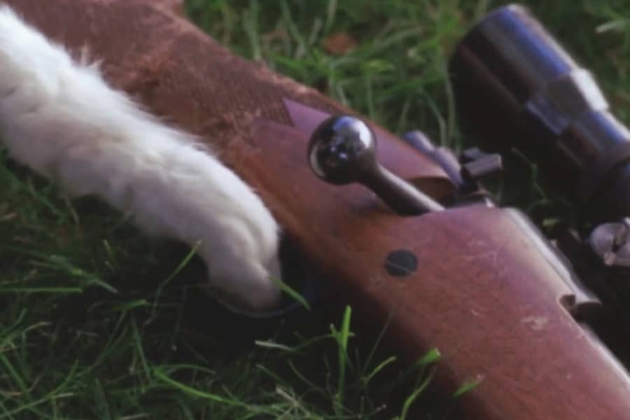 a dog’s paw reaches in the grass for a gun