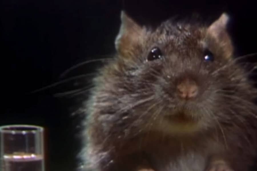 mouse
