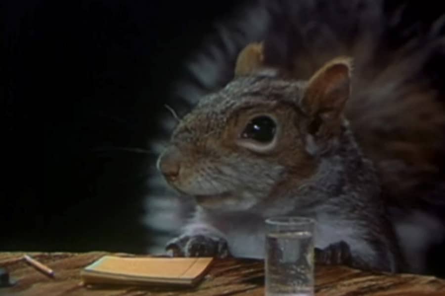 squirrel
