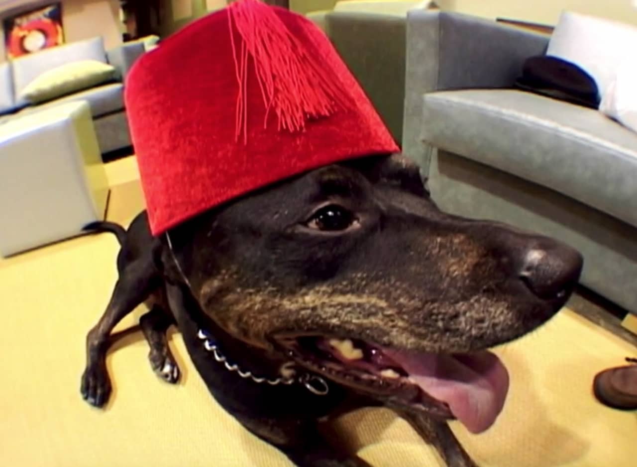 a happy dog wearing a fez