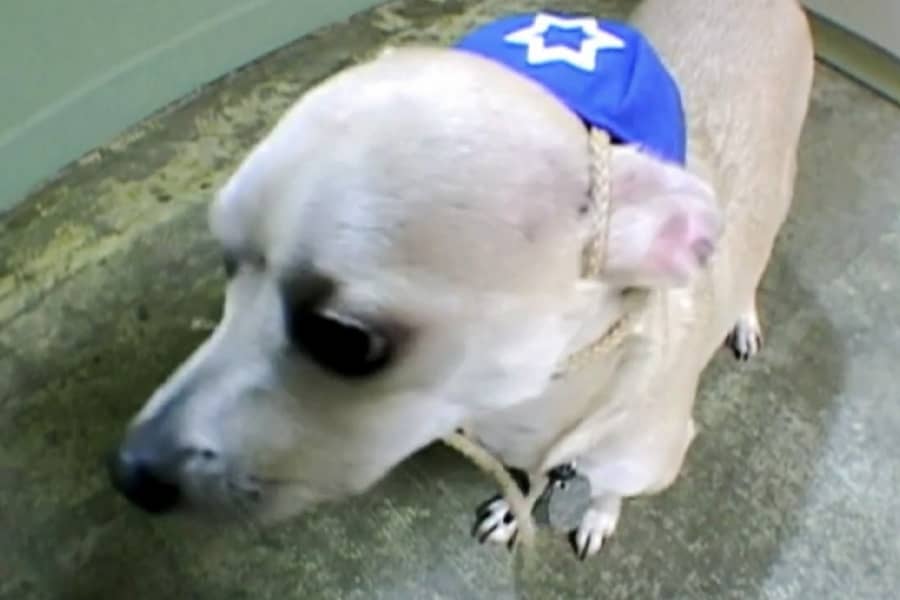 a tiny dog wearing a yarmulke with the star of David