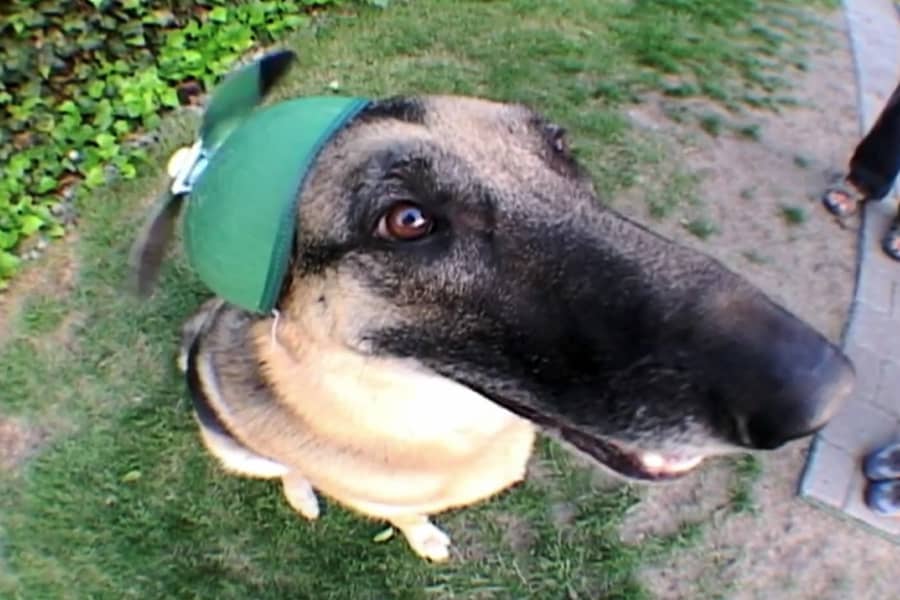 a long-snouted dog wearing one of those hats with the little propeller