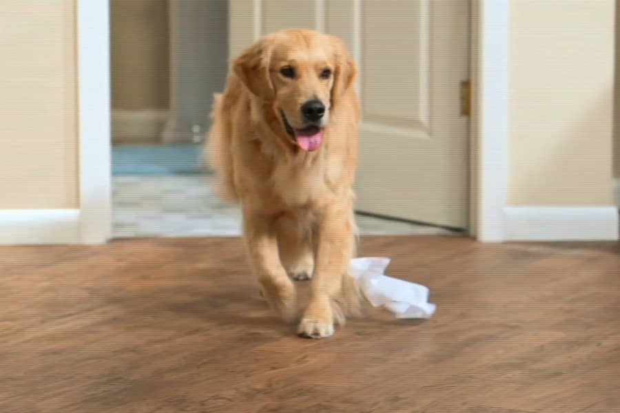 Billy, a golden retriever, walks out of the bathroom with some toilet paper stuck to his paw