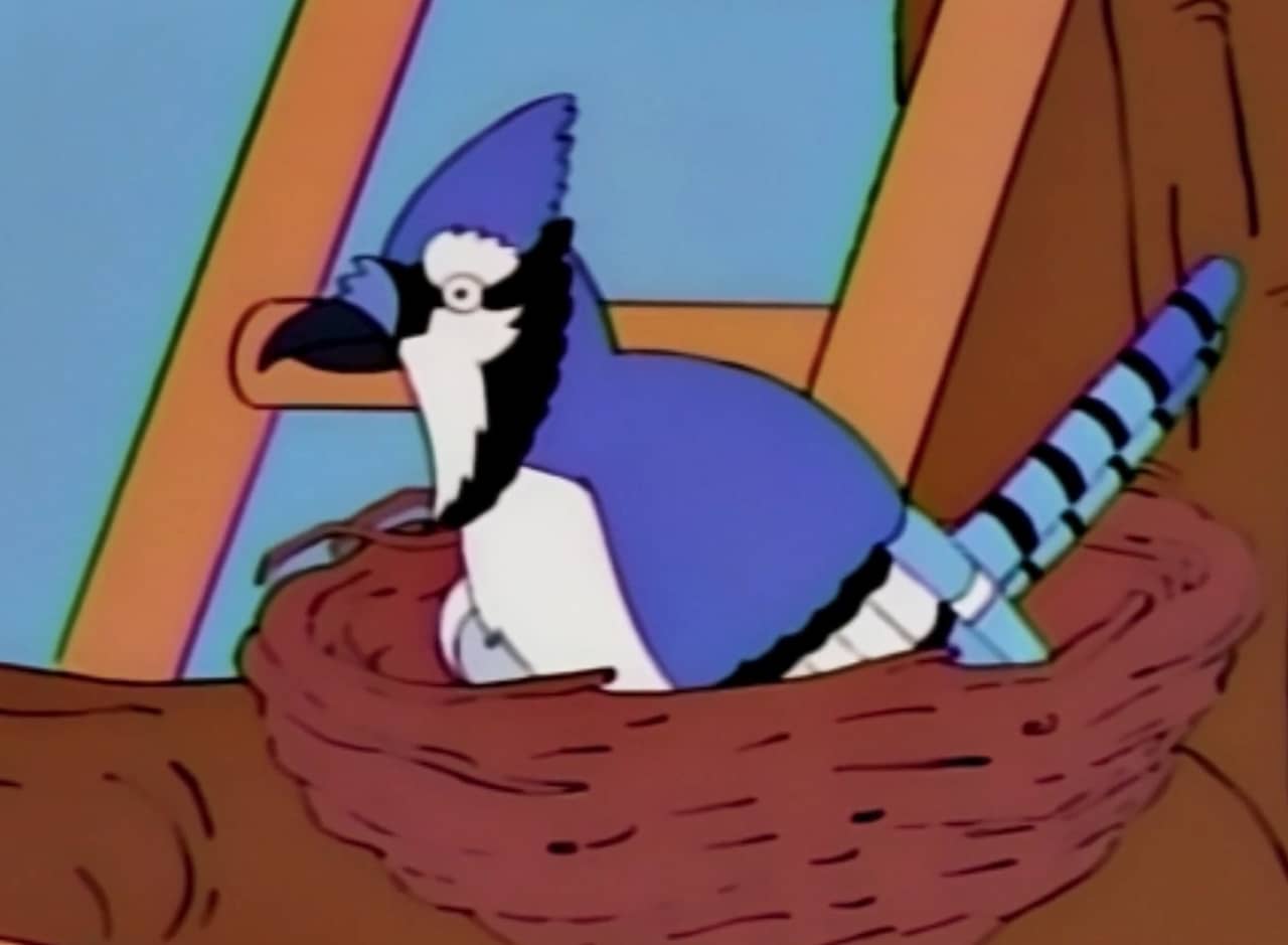 a blue jay in a nest