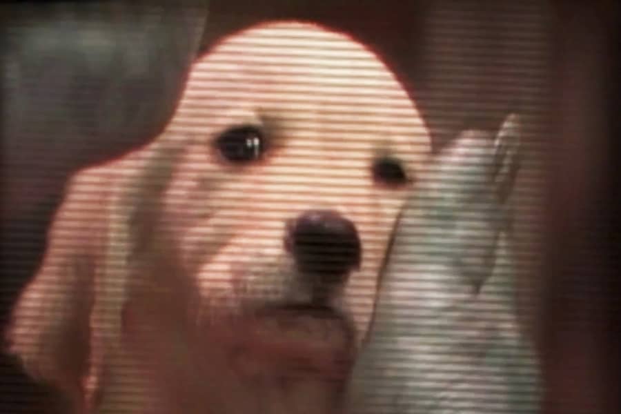 puppy being pet by a dinosaur hand
