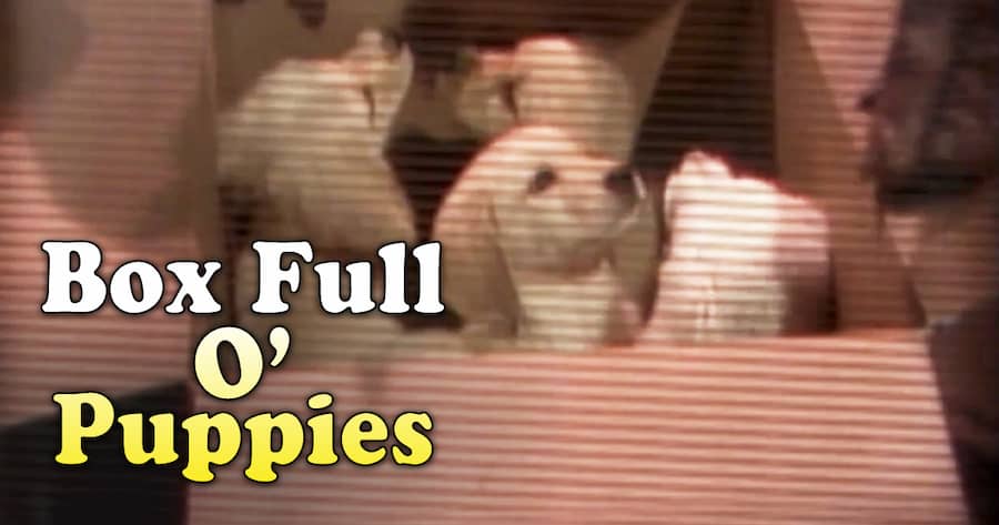 Box Full O’ Puppies