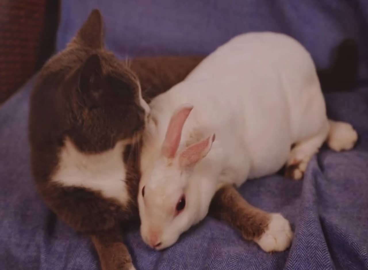 a grey kitty and a white bunny resting together