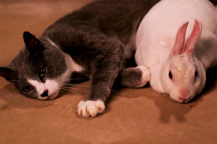kitty and bunny relaxing