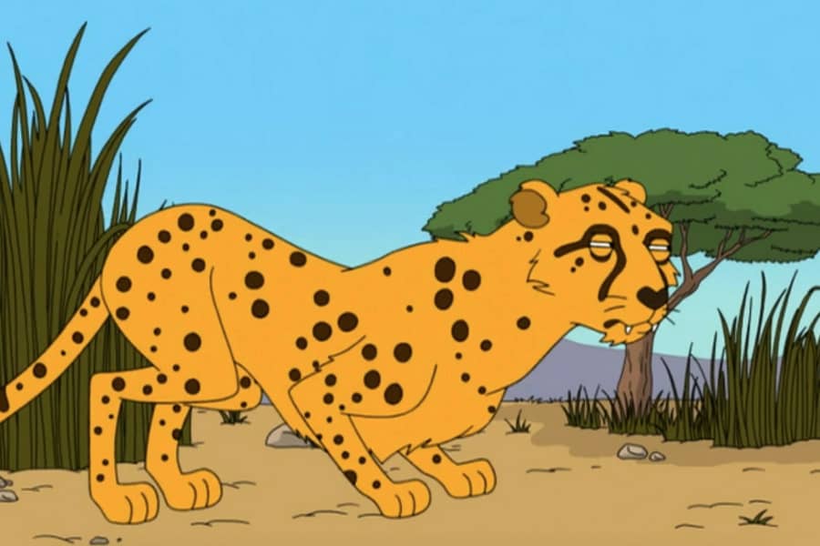 a cheetah ready to pounce