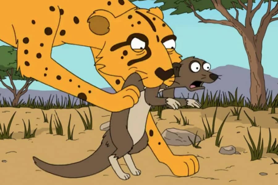 the cheetah grabs the meerkat with its jaws