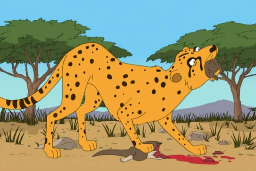 the cheetah tears and eats the meerkat