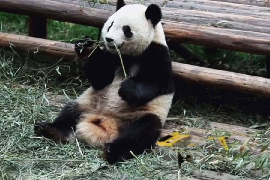 Fartcopter by a panda bear
