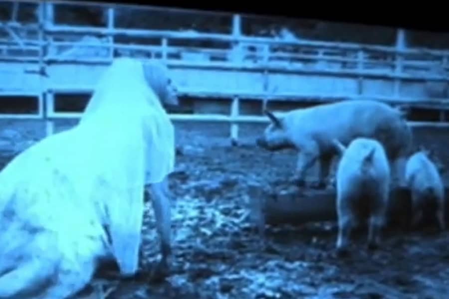 Simone crawling with the pigs