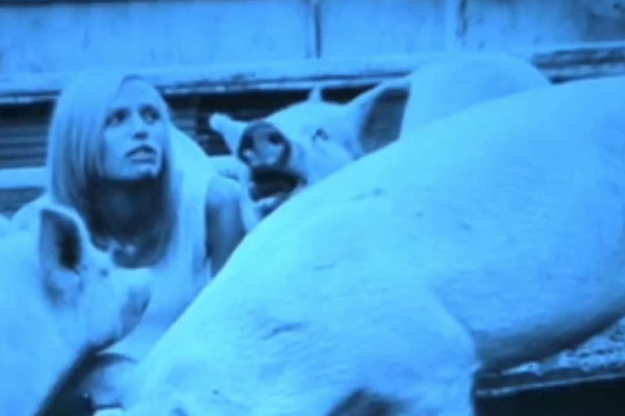 Simone with the pigs