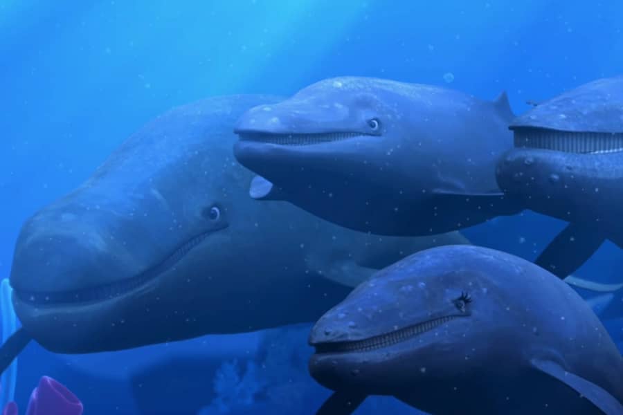 whale choir