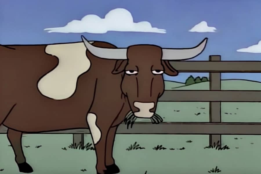 a cow