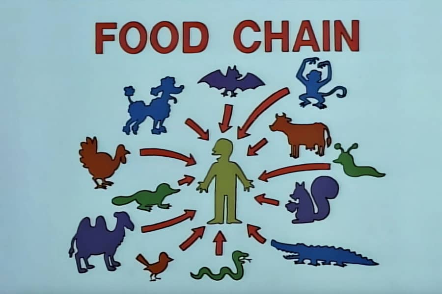 food chain diagram with a bunch of animals just pointing to a human