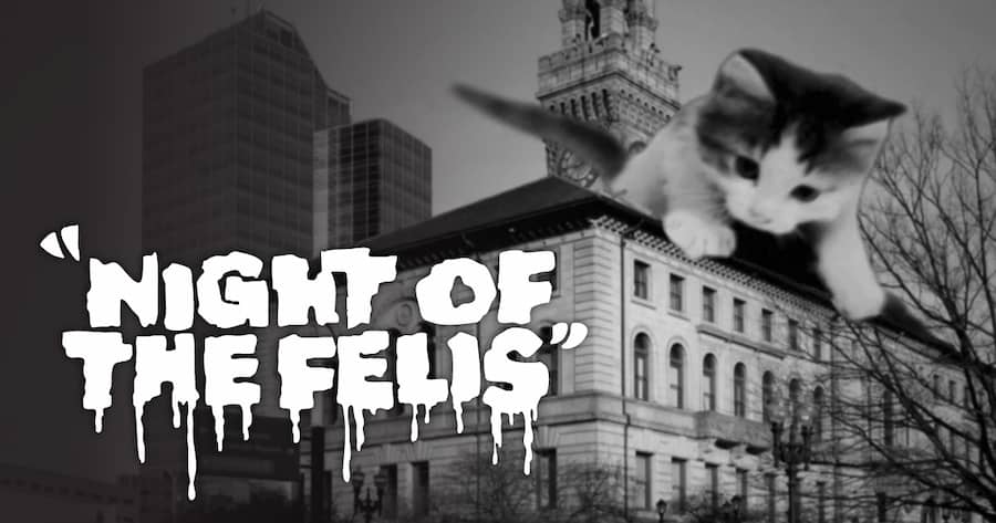 Night of the Felis