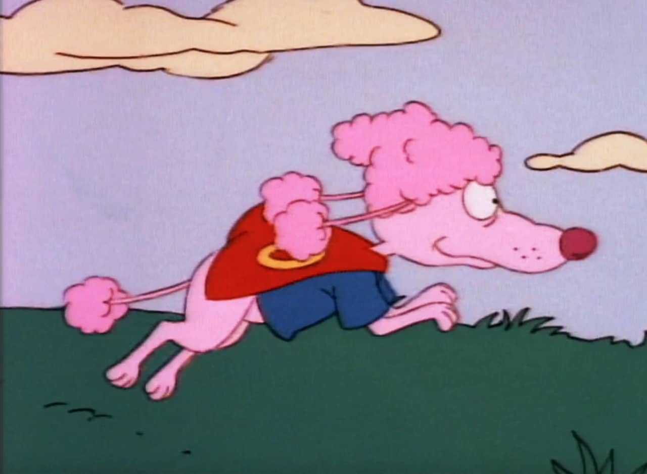 Oodles, a pink poodle wearing a t-shirt and cape