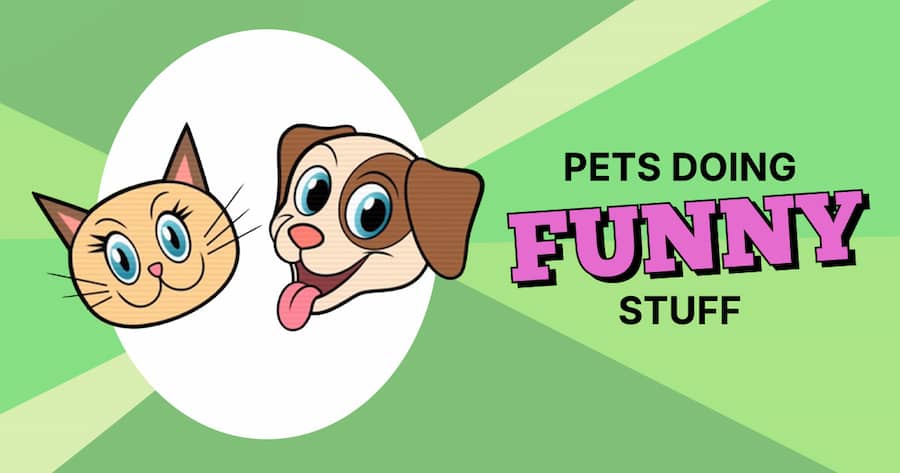 Pets Doing Funny Stuff