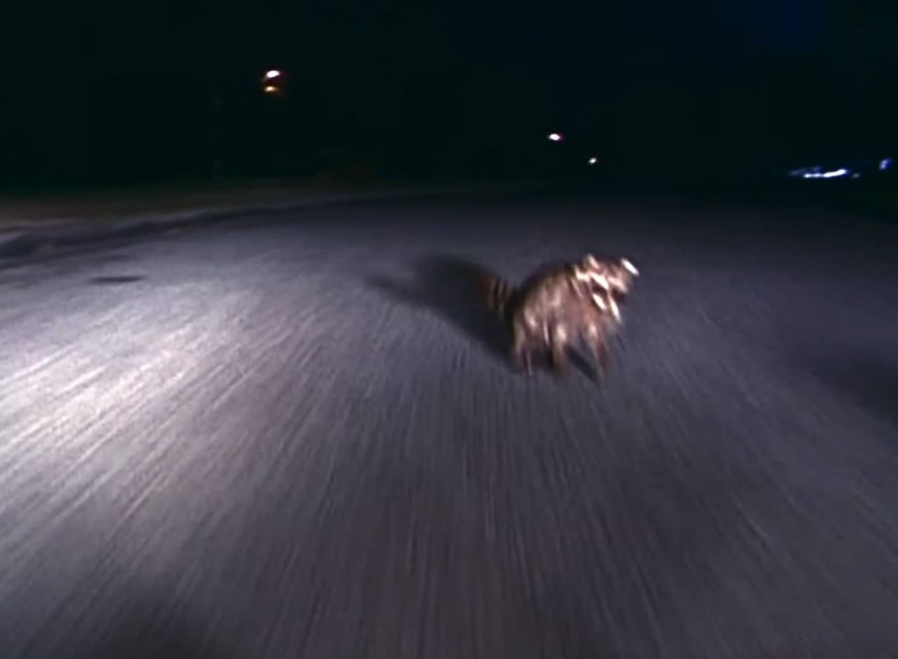 raccoon on the street in headlights