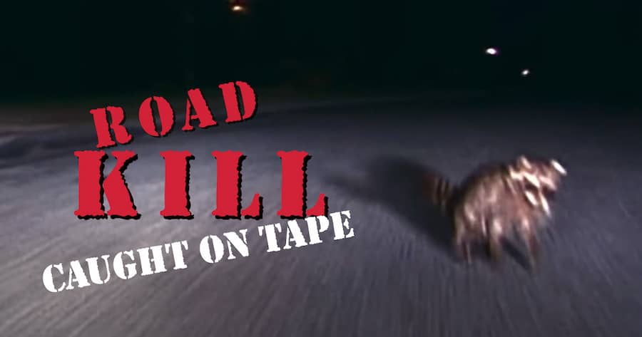Roadkill Caught on Tape