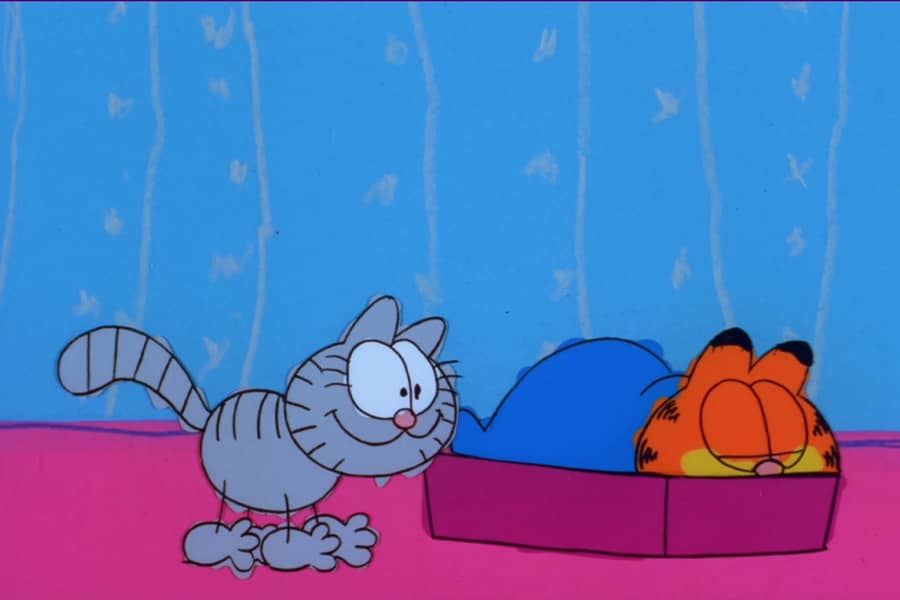 little grey cat