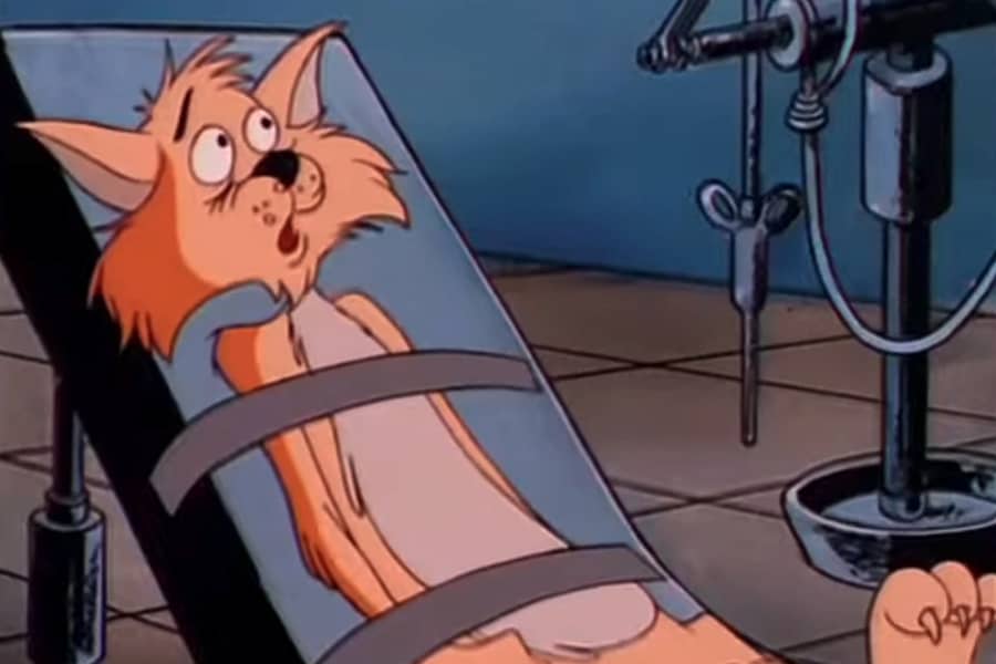 Scaredy-Kat strapped to an exam table