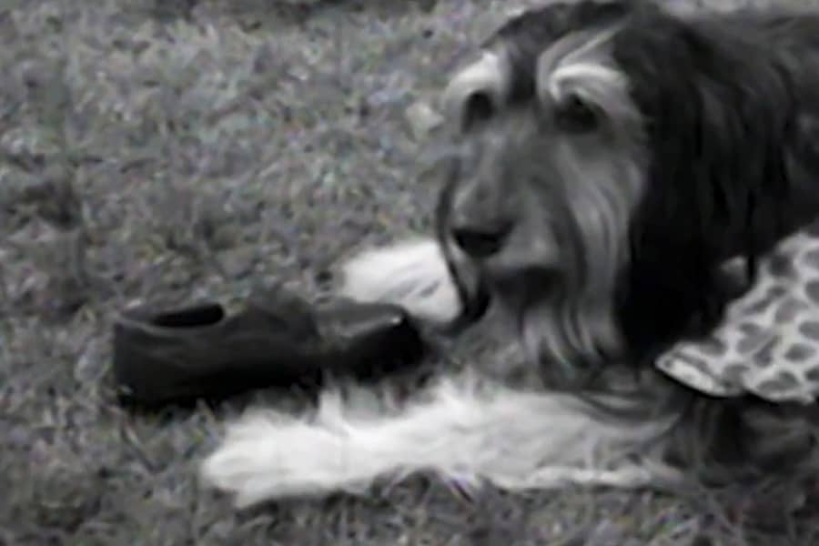 a dog and a shoe