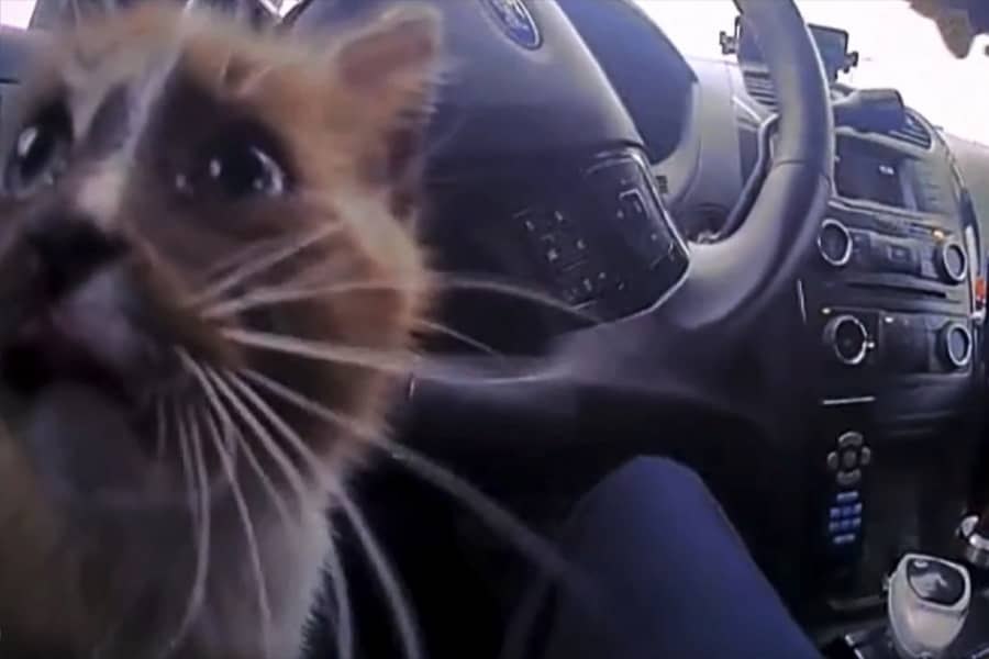 cat in a cop car