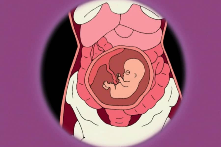 an x-ray view of Lois’s belly with a fetus inside