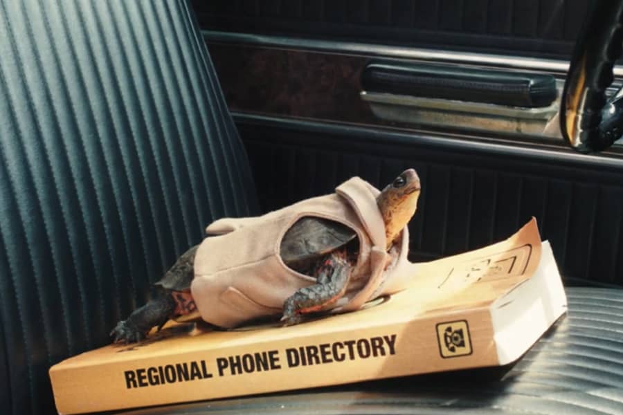 Otto the turtle sitting on a phone book in a car