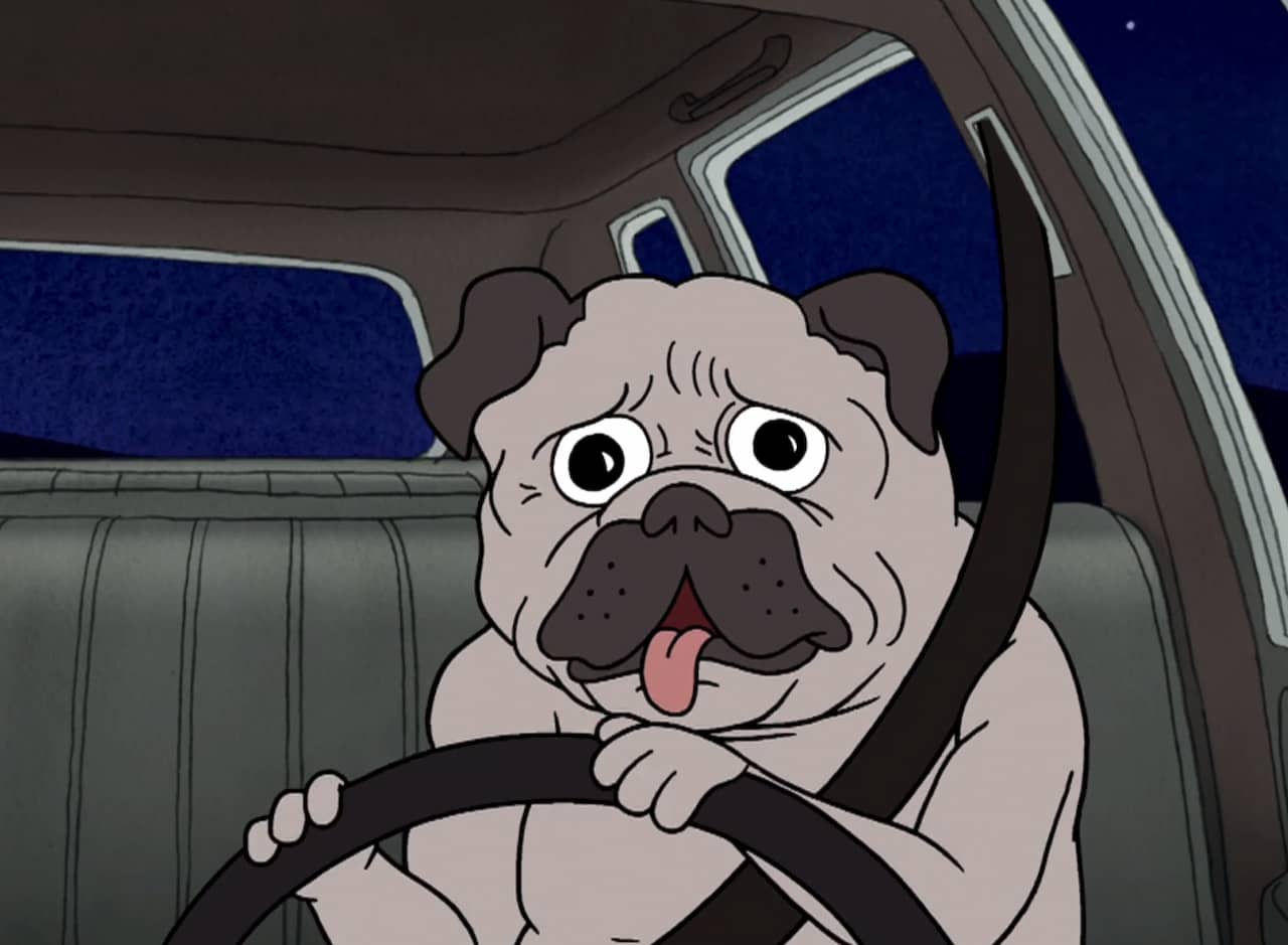 a pug dog driving a car