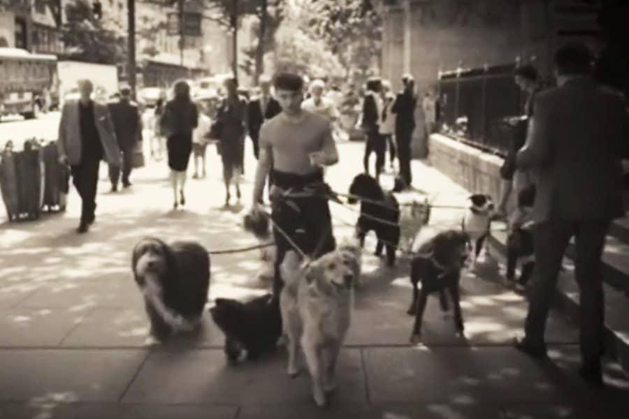 Radcliffe walks down the street tethered at the waist to several dogs