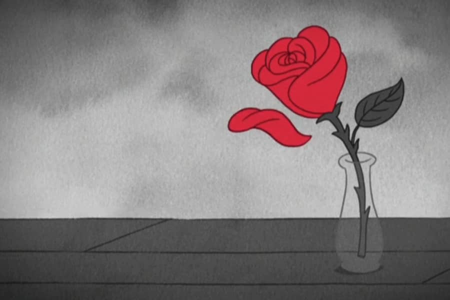 a red rose loses a petal