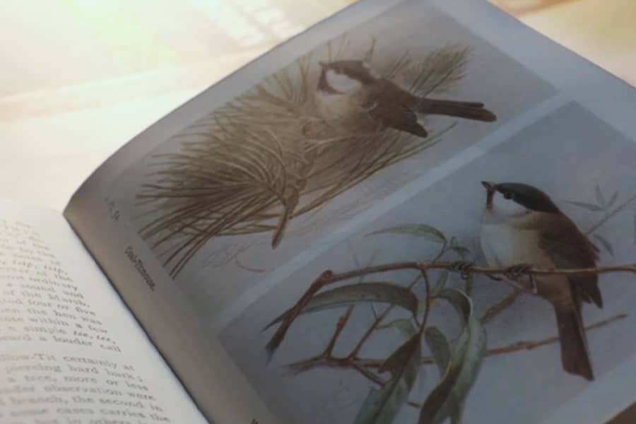book of birds