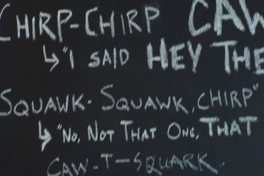 chalkboard writing translating squawks and chirps into English phrases