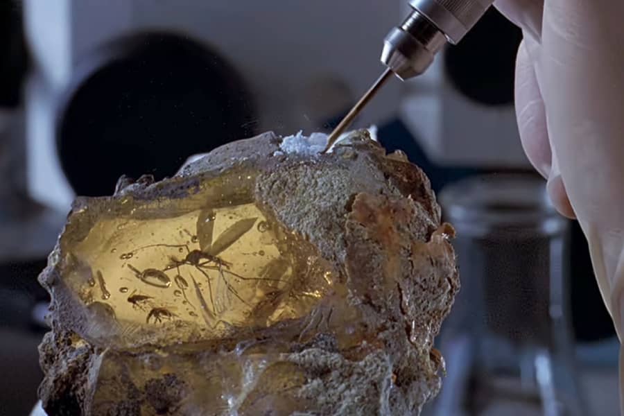 scientist pulling samples from a mosquito trapped in amber