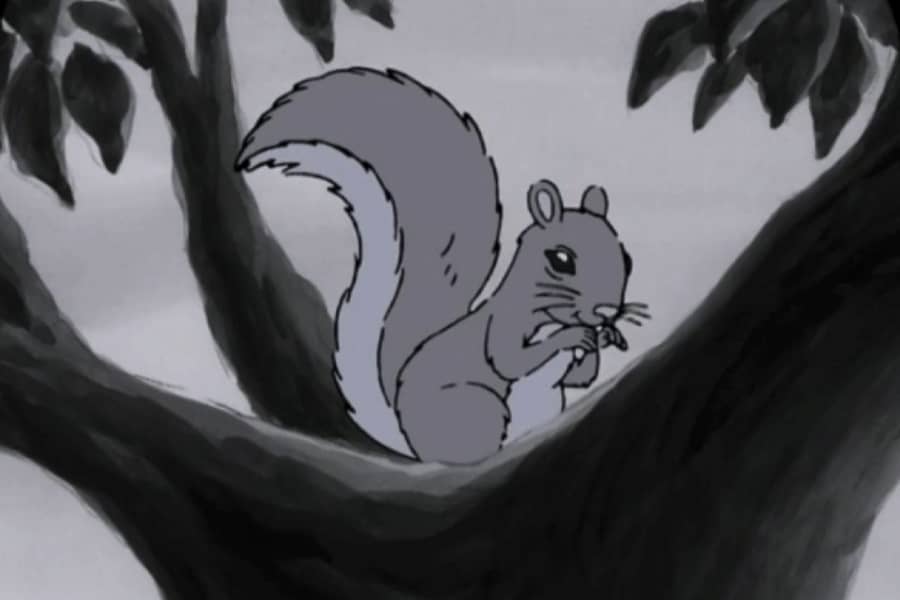 squirrel in a tree