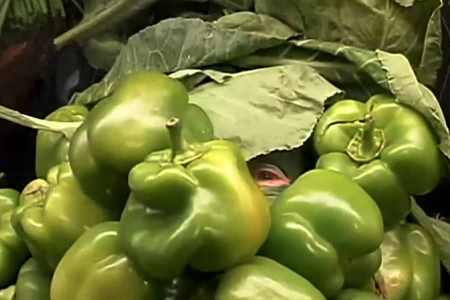 a man’s eye peeking out of a pile of green peppers