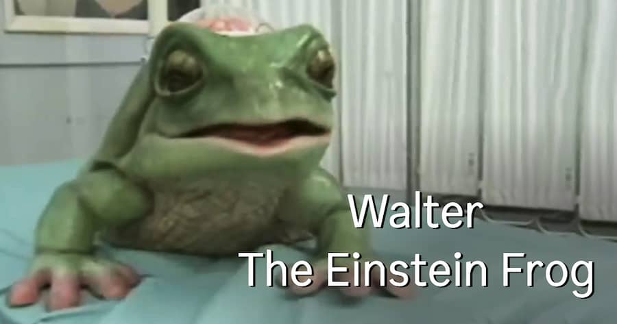 Walter The Einstein Frog